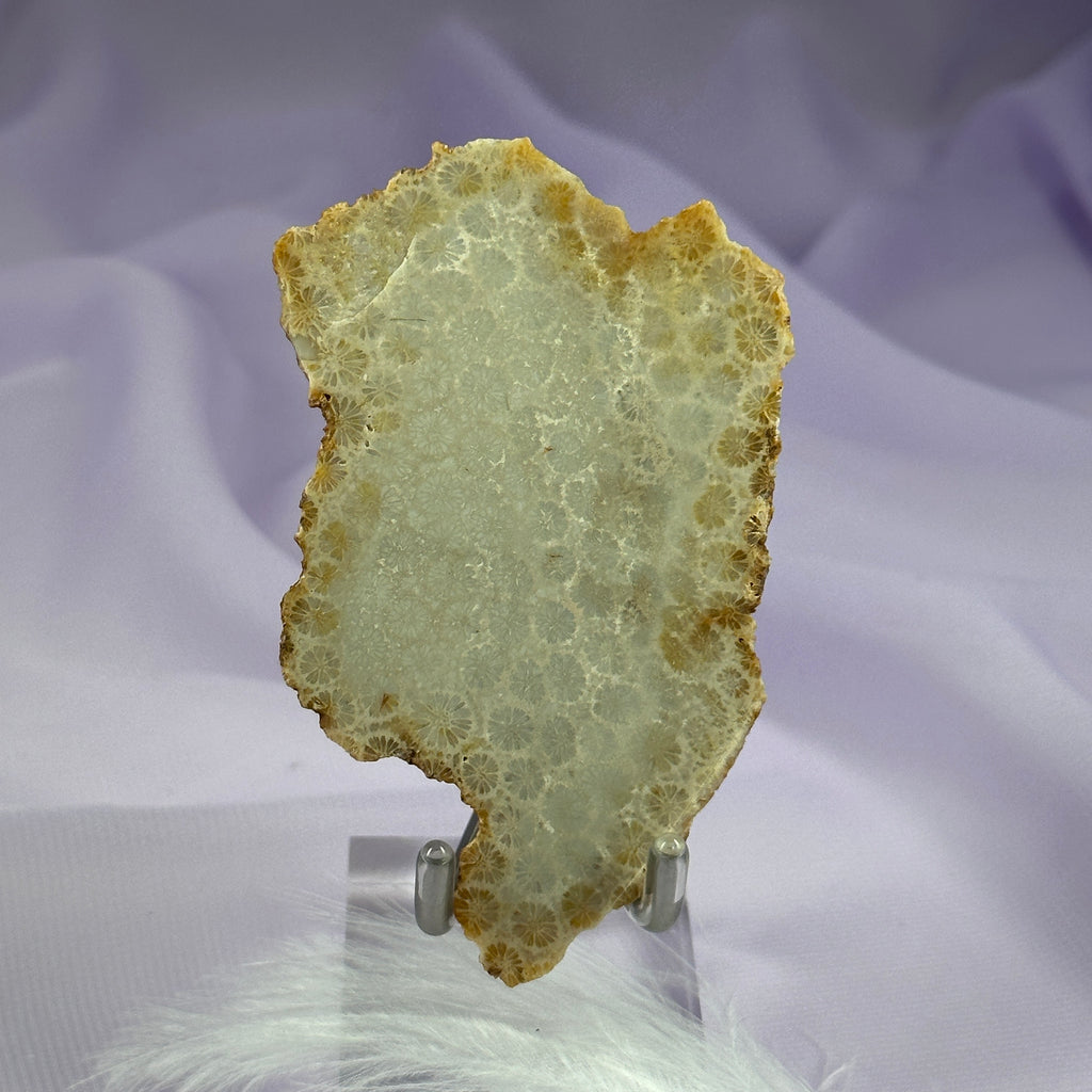 Rare polished top piece Fossilised Coral 68g SN40994